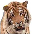 tigerhed.jpg